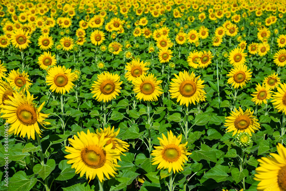 Beautiful sunflower in the field Beautiful sunflower in the field