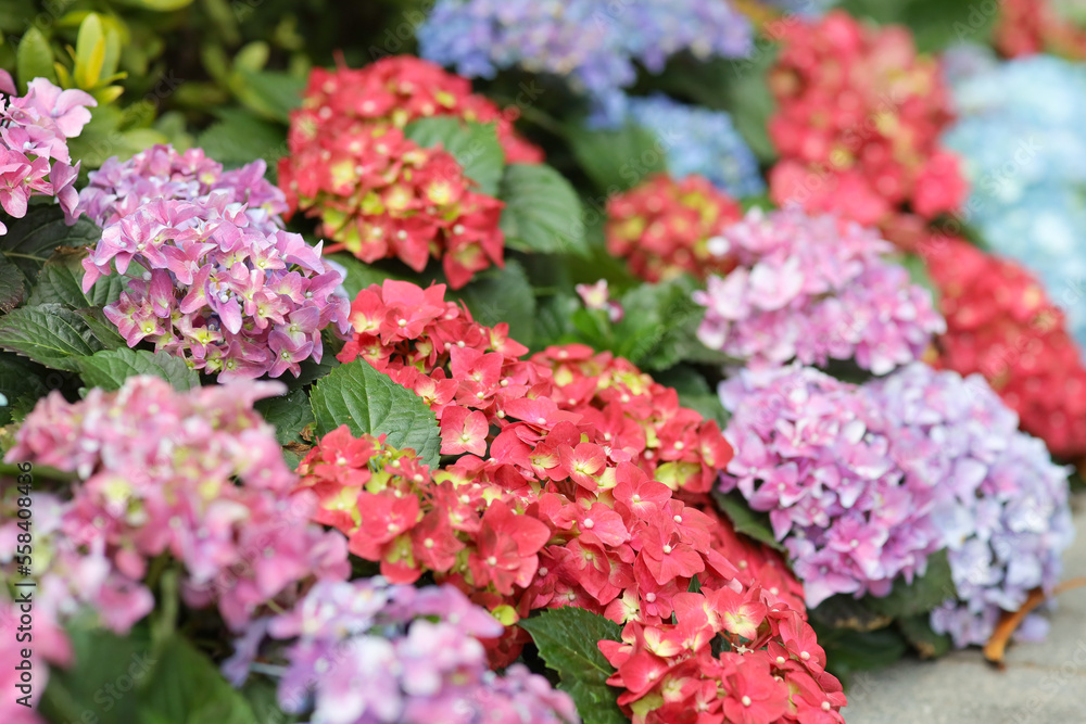 Obraz premium Colorful hydrangea flower garden , nature concept