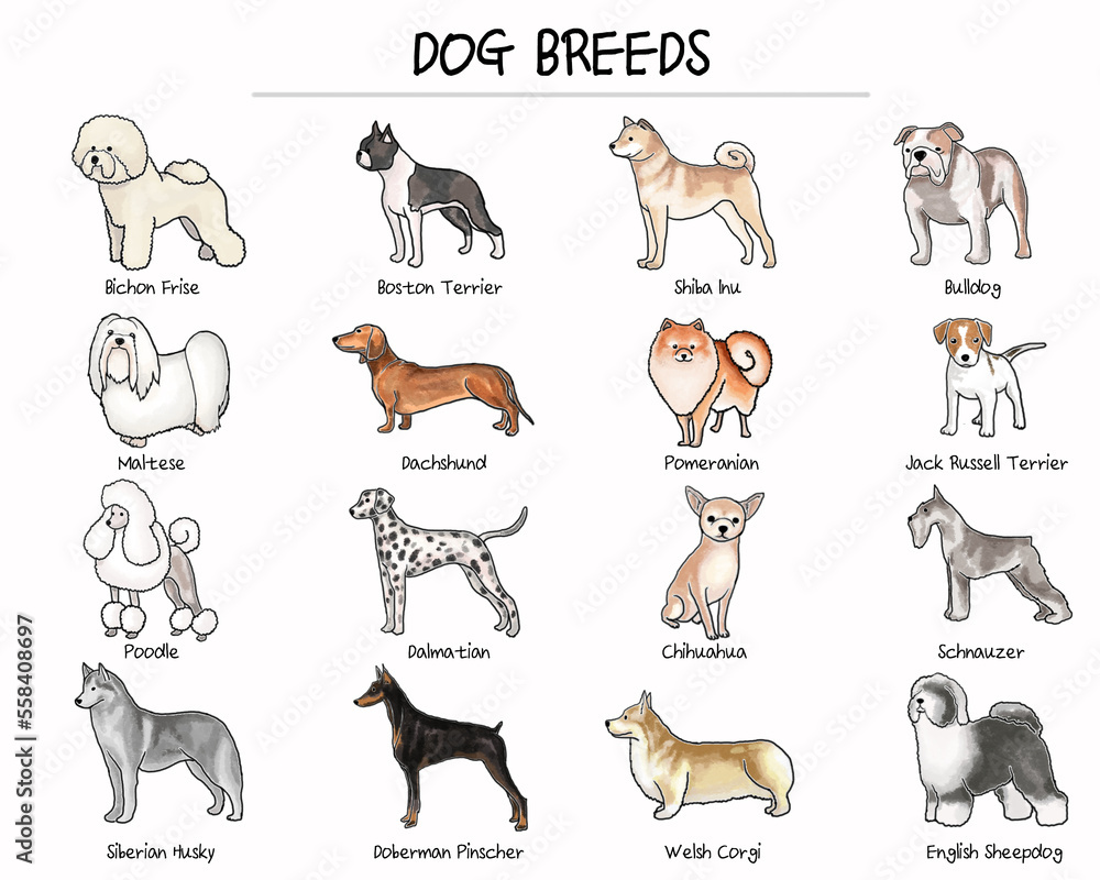 Several Dog Breeds