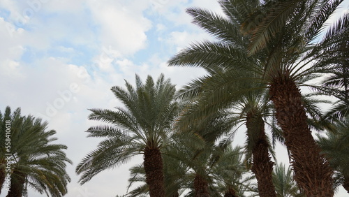 Phoenix dactylifera date or date palm tree