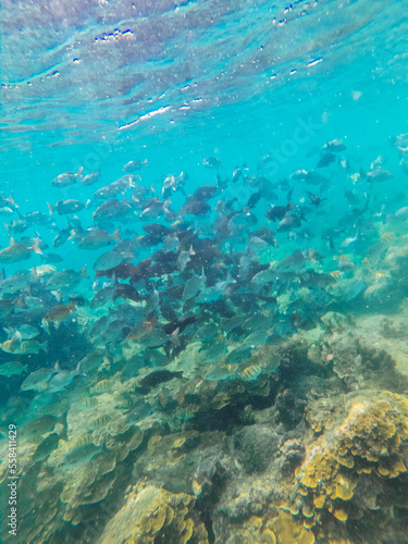 Fototapeta Naklejka Na Ścianę i Meble -  corales