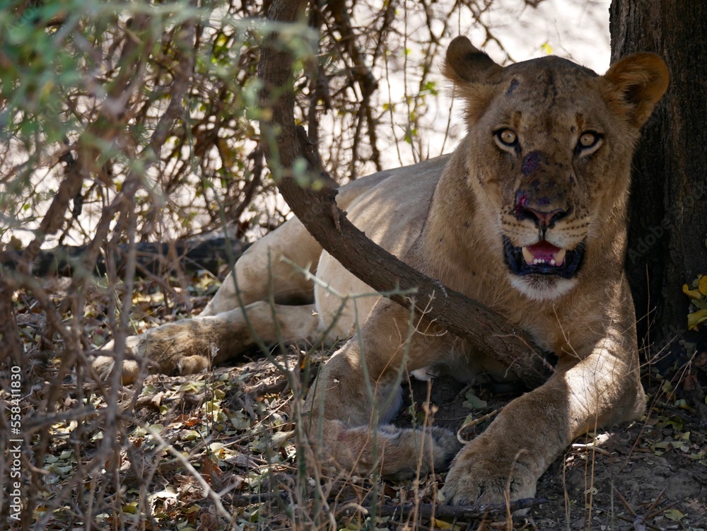 Lioness in South Luangwa national Park - Zambia