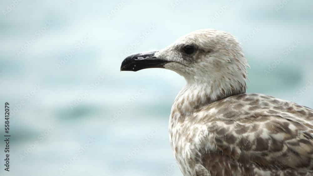Seagull on the background of the sea close-up. A young seagull stands on the seashore and turns its head. Seagull on the background of the sea close-up. A young seagull stands on the seashore and turns its head.