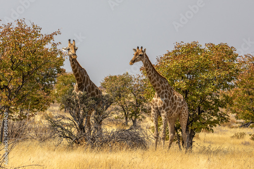 Giraffe.Giraffa camelopardalis. Linnaeus  1758 