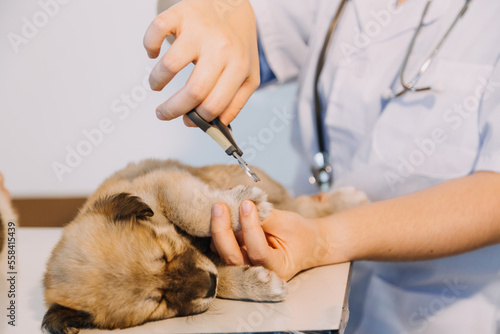 Checking the breath. Male veterinarian in work uniform listening to the breath of a small dog with a phonendoscope in veterinary clinic. Pet care concept