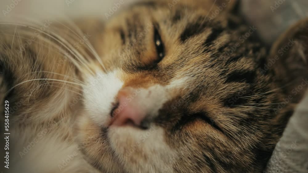 Sleepy muzzle of tabby cat close up of shot. Sleepy muzzle of tabby cat close up of shot.