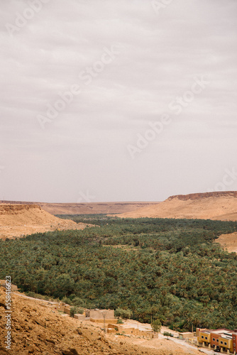 Morocco palms landscape