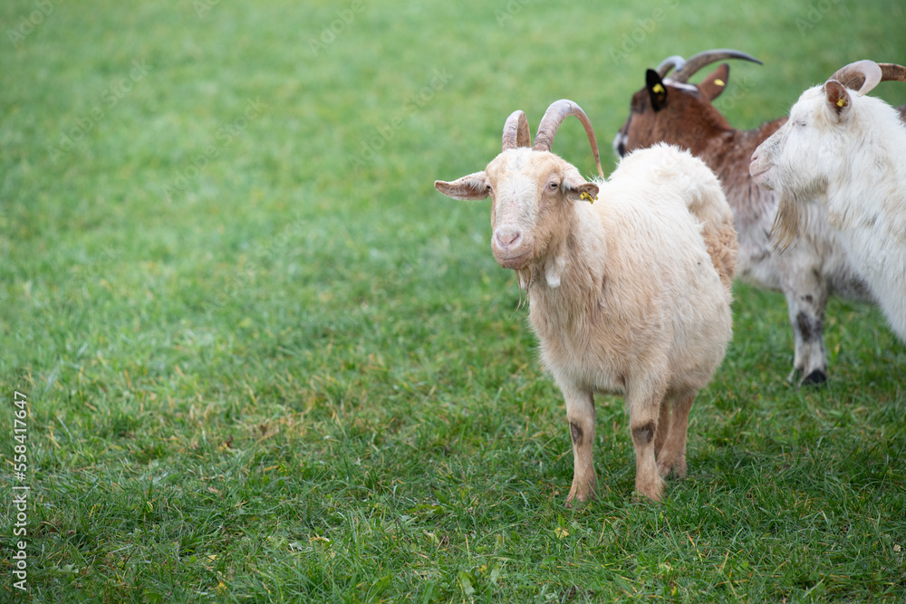 Obraz premium Three little goats are standing on a pasture on the right edge of the picture. It rained, the grass is wet. The goats look curious.