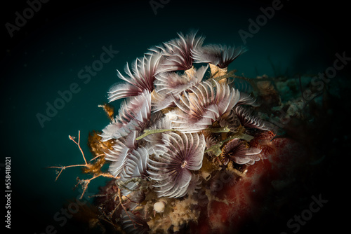 Underwater scenery with Social Feather Dusters (Bispira brunnea) worms off the Dutch Caribbean isla nd of Sint Maarten