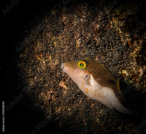 A sharpnose pufferfish (Canthigaster rostrata) eyes the eggs of a Sargeant Major damselfish as a tasty snack photo