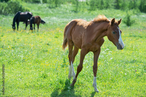 red foal walking at the pasture.  sunny summer day