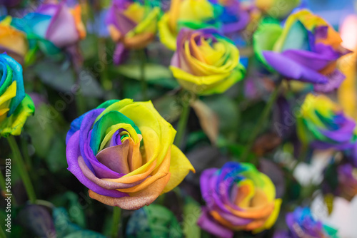 rainbow rose flower and multicolour petals  beautifully named happy flower  LGBTQ