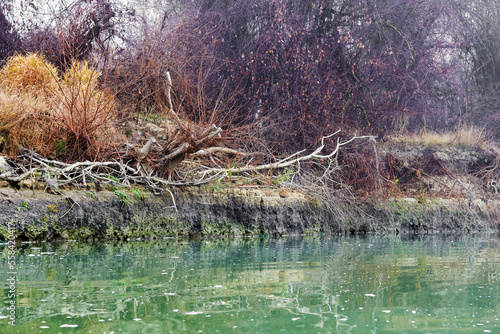 Autumn countryside landscape with green water of river. Orange trees on river bank in early fog morning