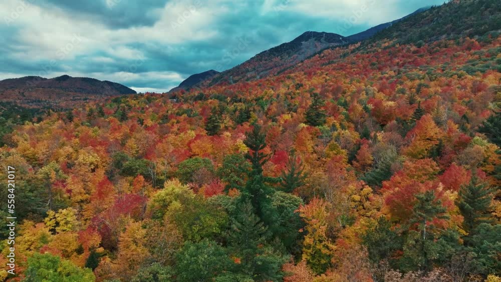 Aerial view of beautiful Autumn foliage Aerial view of beautiful Autumn foliage