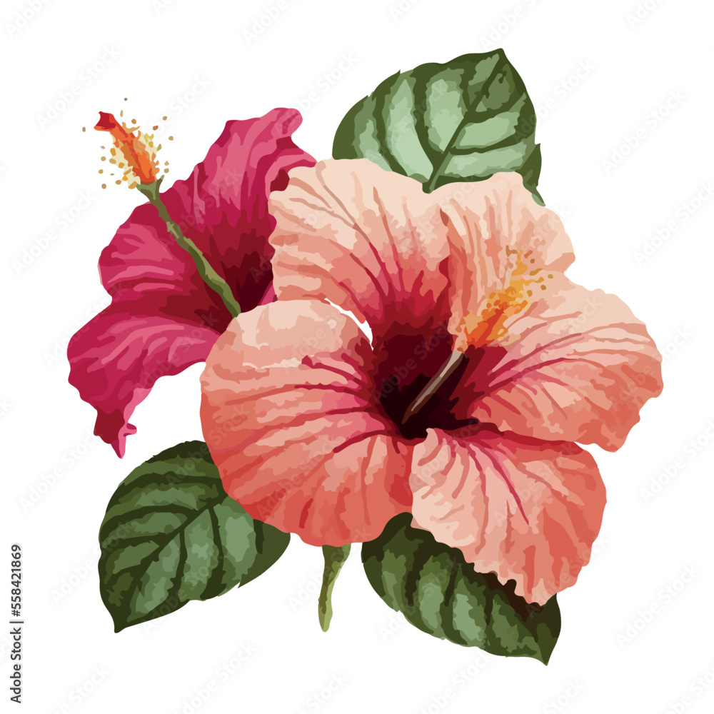 Vector tropical illustration. Pink hibiscus flower isolated