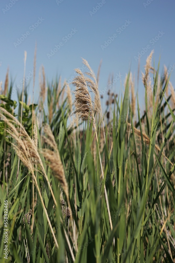 Naklejka premium Wild grasses growing in the fields.