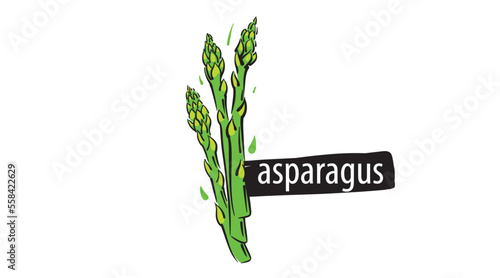 Drawn asparagus isolated on a white background