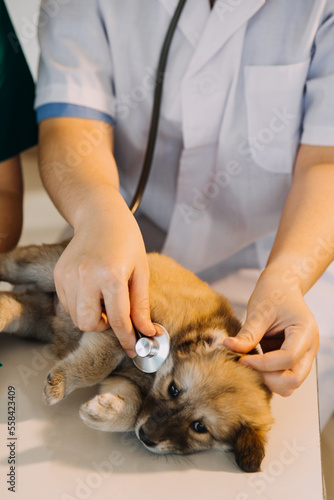 Checking the breath. Male veterinarian in work uniform listening to the breath of a small dog with a phonendoscope in veterinary clinic. Pet care concept