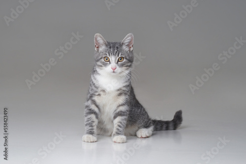 Funny small tabby gray kitten with beautiful big yellow eyes isolated on white background. Lovely fluffy cat is playing in studio.