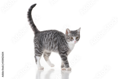 Canvas Print Funny small tabby gray kitten with beautiful big yellow eyes isolated on white background