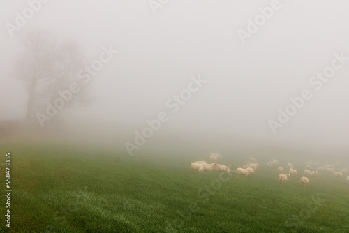 Moutons du Quercy