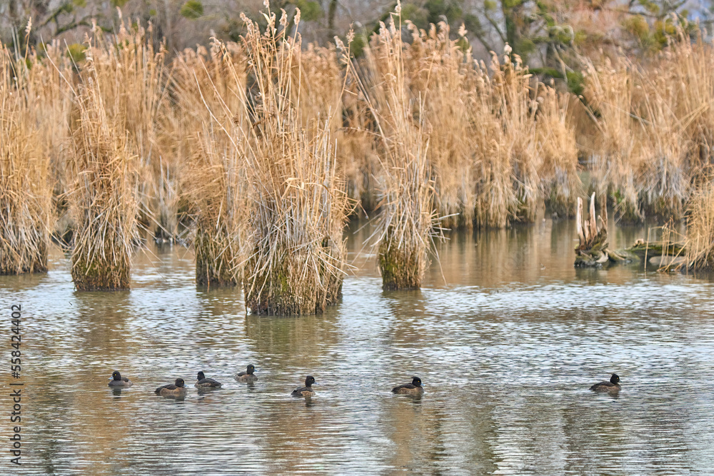 family of tufted ducks, Aythya fuligula, in the reed Wetlands of Rhine Delta at Lake of Constance in Vorarlberg, Austria family of tufted ducks, Aythya fuligula, in the reed Wetlands of Rhine Delta at Lake of Constance in Vorarlberg, Austria