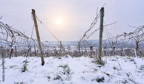 snowy vineyard on a misty cold winterday in Stuttgart, Baden Wuerttemberg, Germany