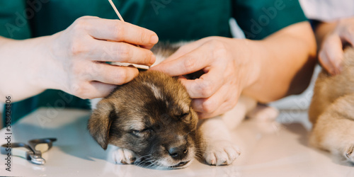 Checking the breath. Male veterinarian in work uniform listening to the breath of a small dog with a phonendoscope in veterinary clinic. Pet care concept