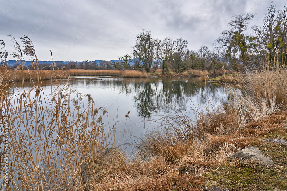 Tranquil landscape on a snowless winter day in the nature reserve of Rhine Delta at Lake of Constance in Vorarlberg Austria
