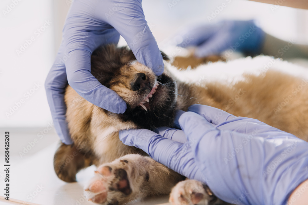 Checking the breath. Male veterinarian in work uniform listening to the breath of a small dog with a phonendoscope in veterinary clinic. Pet care concept Checking the breath. Male veterinarian in work uniform listening to the breath of a small dog with a phonendoscope in veterinary clinic. Pet care concept