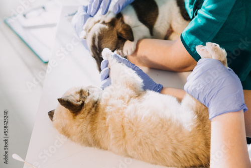 Checking the breath. Male veterinarian in work uniform listening to the breath of a small dog with a phonendoscope in veterinary clinic. Pet care concept