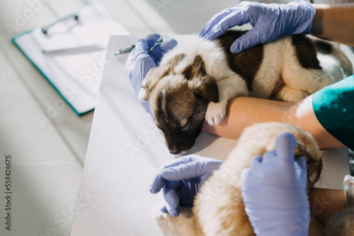 Checking the breath. Male veterinarian in work uniform listening to the breath of a small dog with a phonendoscope in veterinary clinic. Pet care concept