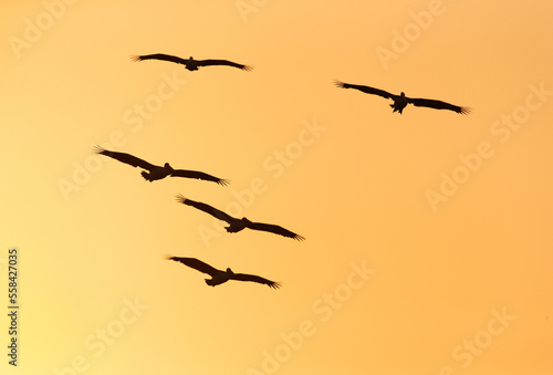 Spot-billed pelicans flying during sunset at Uppalapadu Bird Sanctuary, India