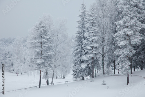 Winter landscape with snowy forest on a cloudy day.