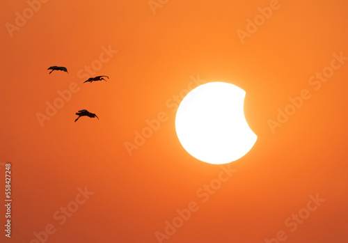 Black-headed Ibis flying during sunset and solar eclipse at Uppalapadu Bird Sanctuary, India photo