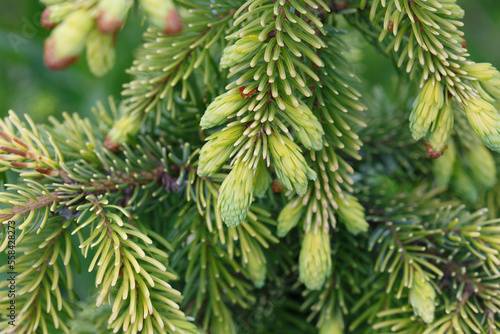 Spruce branch with young green needles  macro.