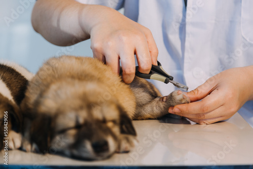 Checking the breath. Male veterinarian in work uniform listening to the breath of a small dog with a phonendoscope in veterinary clinic. Pet care concept