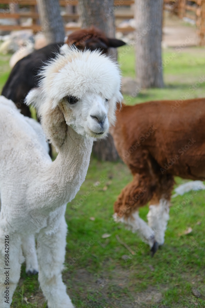 Fototapeta premium Alpacas on a rural summer farm