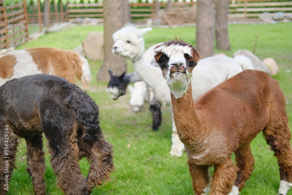 Fototapeta premium Alpacas on a rural summer farm