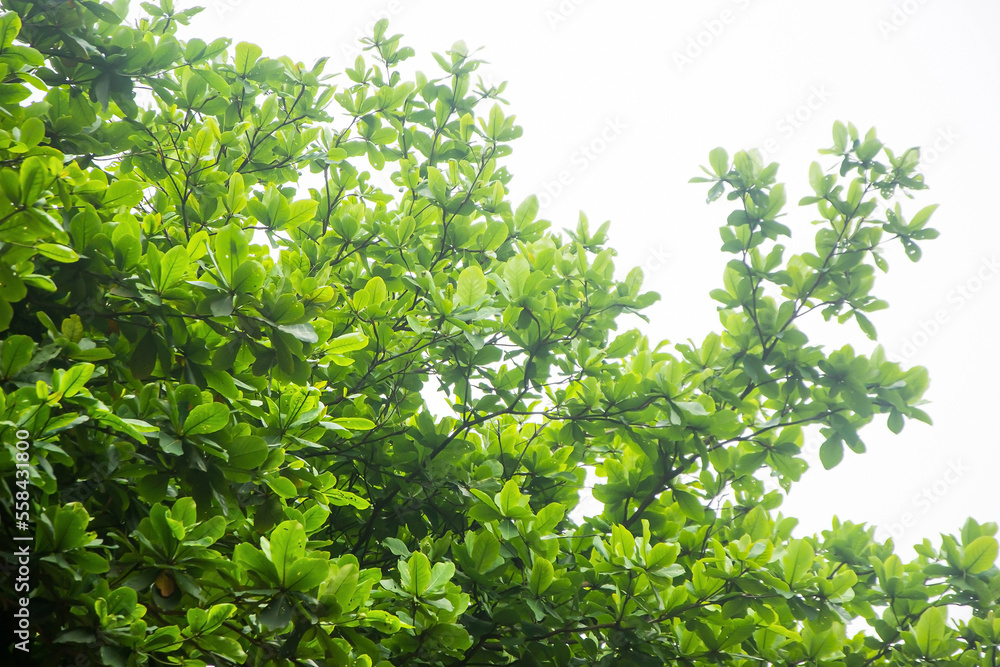 Looking Up at Malabar Tree with Leaves Looking Up at Malabar Tree with Leaves