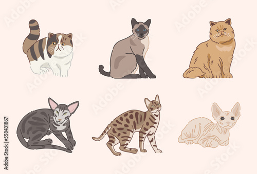 Fototapeta Naklejka Na Ścianę i Meble -  Cute Cats in flat design
