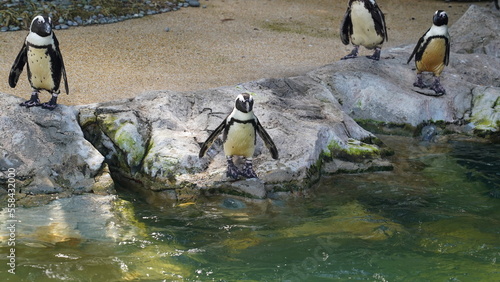 ケープペンギン（Cape Penguin, 学名：Spheniscus demersus）
ケープペンギン（別名：ジャッカスペンギン） は、アフリカ南部沿岸に生息する中型のペンギン です。「ジャッカスペンギン（Jackass Penguin）」という英名は、ロバ（jackass）のような鳴き声 に由来しています。 photo