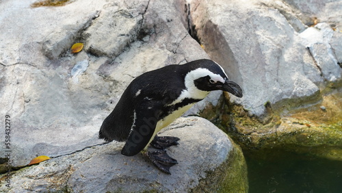 JackassPenguin|AfricanPenguin|Spheniscus demersus|斑嘴環企鵝|南非企鵝