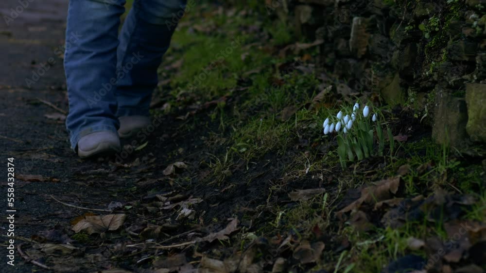 Hiker walks past snowdrop flowers blossoming in Winter Hiker walks past snowdrop flowers blossoming in Winter