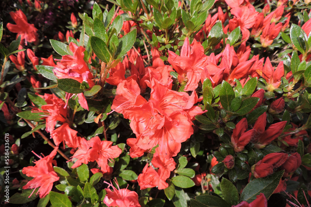 Red azalea flowers and green leaves in the sunlight Red azalea flowers and green leaves in the sunlight