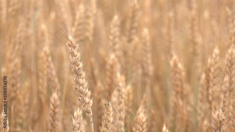 golden spikelets of wheat in the field close up. Ripe large golden ears of wheat against the yellow background of the field. Grain farming, ears of wheat close-up. Agriculture, growing food products. golden spikelets of wheat in the field close up. Ripe large golden ears of wheat against the yellow background of the field. Grain farming, ears of wheat close-up. Agriculture, growing food products.
