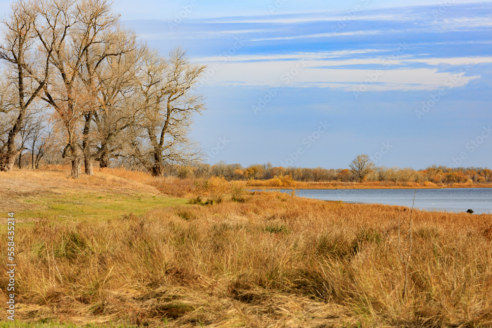 Fototapeta premium trees along the river in autumn