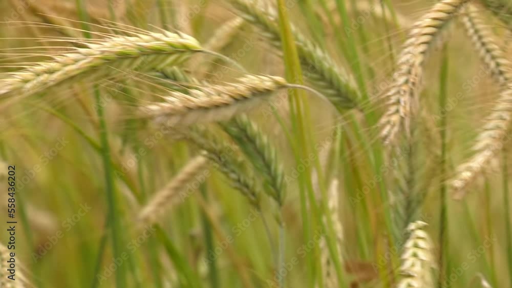 Green barley, wheat are growing in agricultural field. Green unripe cereals. The concept of agriculture, healthy eating, organic food. Before harvest spikelet of grain
Green barley, wheat are growing in agricultural field. Green unripe cereals. The concept of agriculture, healthy eating, organic food. Before harvest spikelet of grain
