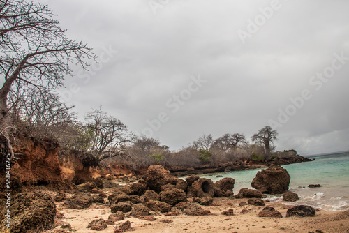 Very rare to be seen in nature, young baobab tree growing at the beach of Indian Ocean, Mozambique, Beira city