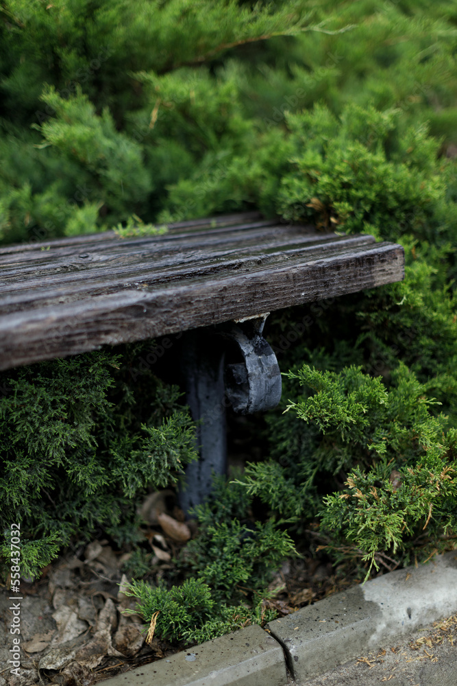An old wooden bench left in the growing vegetation alongside a hiking trail. An old wooden bench left in the growing vegetation alongside a hiking trail.